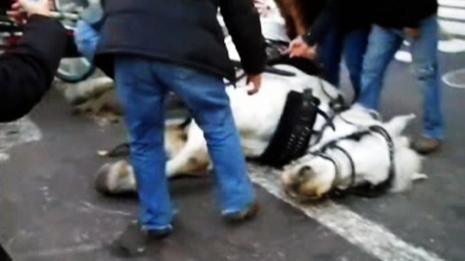 The ASPCA is investigating what caused the carriage horse to fall.