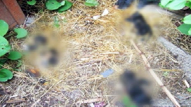 Police on Long Island are searching for the person or persons who brutally abused and killed eight kittens at an industrial park in Bohemia. Ida Siegal reports.