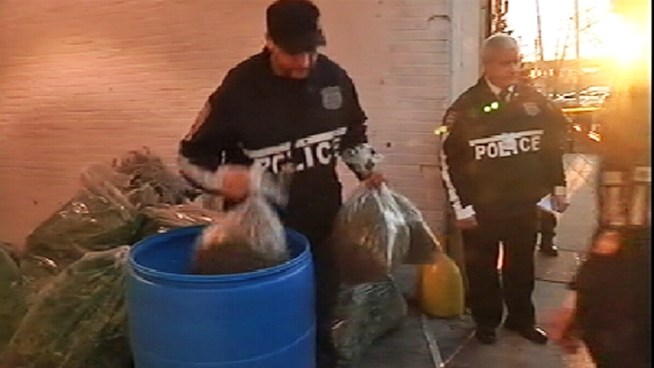 Police have raided a five-story Bronx building that they believe was being used as a marijuana farm with hundreds of plants in an elaborate growing system.