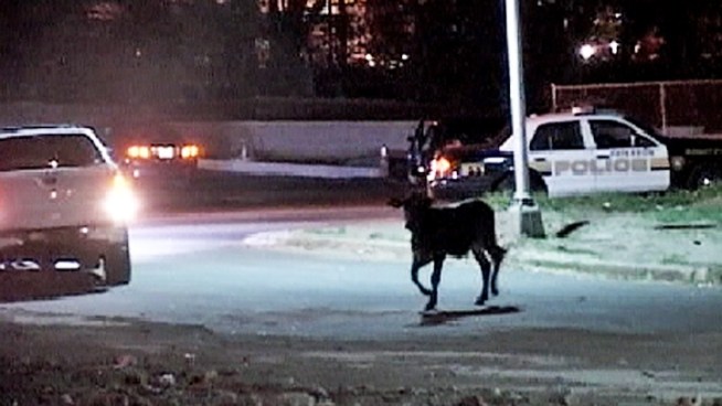 A cow escaped from a local slaughterhouse in Paterson, N.J., Tuesday evening, causing some chaos as police attempted to capture it. The cow was finally caught in a Paterson street. It was not hurt.