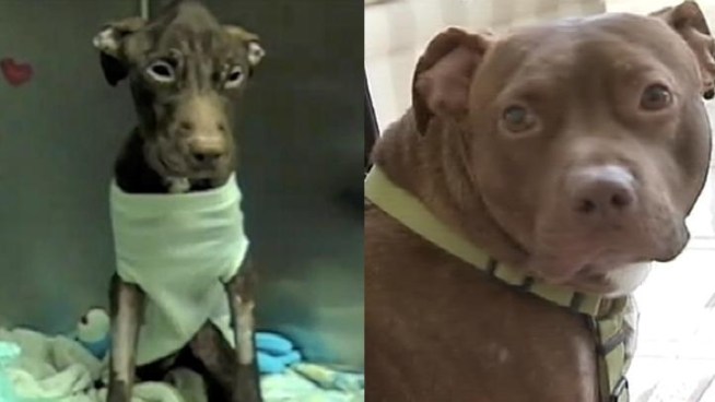 Patrick, the pit bull starved and stuffed into a trash bag, then shoved down a garbage chute in a Newark, N.J. apartment building, is a remarkably different dog nine months after his traumatic ordeal.