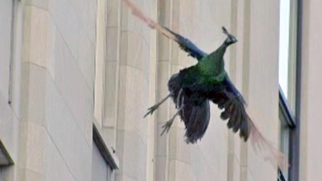 Check out this raw video of a peacock fly back to its home at the Central Park Zoo after taking up residence on a 5th Avenue ledge overnight.