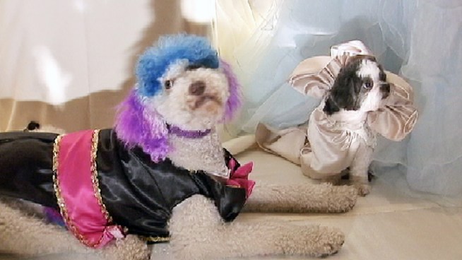 Two dogs got married Thursday night at an extravaganza to benefit the Humane Society of New York. After they got hitched, the cuddly couple were presented with a Guinness World Record in the category of most expensive pet wedding at $158,187.26.