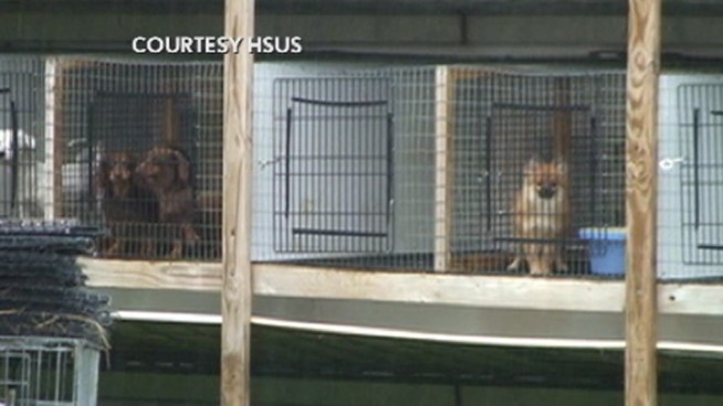 A large number of pet stores in New York routinely purchase animals from puppy mills where dogs are kept in cruel confinement for commercial purposes, an NBC New York investigation has found.