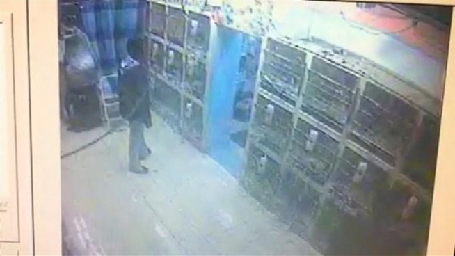 The owners of a pet store in Brooklyn are searching for a  Yorkshire Terrier that's been missing for weeks. This is surveillance video of a man who appears to be taking the dog from the store on Feb. 16.