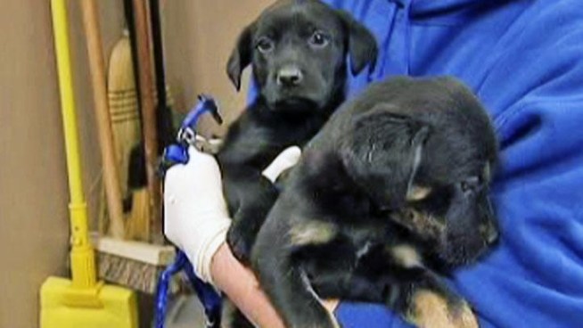 Check out these adorable creatures who arrived in <a title=