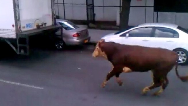 A cow was seen running down Liberty Avenue in Jamaica, Queens on Wednesday.