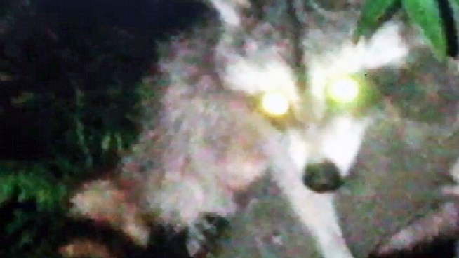 Roving raccoons are causing problems in Greenwood Heights, Brooklyn. But residents there say they can't get any help from the city because of rules governing the captures of urban wildlife -- and they want those rules changed. Ida Siegal reports.