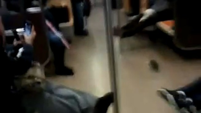 Subway riders had an unwelcome passenger when a rat climbed on an A train.