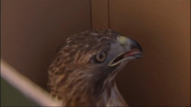 A red-tailed hawk that flew into an open window at a Manhattan apartment building was released in Central Park Monday afternoon.