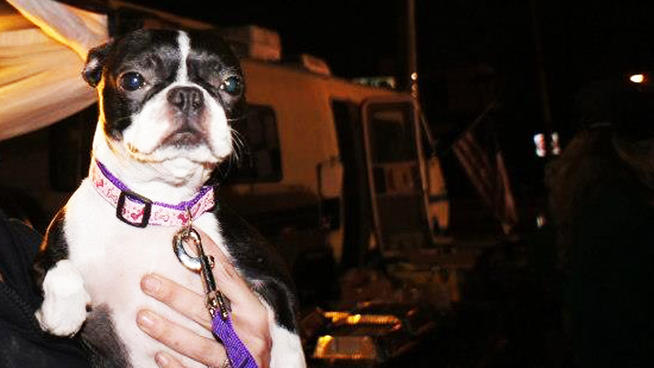 Animals are left to fend for themselves in dark, cold and dirty homes after Sandy. As animal care workers respond, they're growing increasingly worried about the people who are staying in similar conditions. Marc Santia reports from the Midland Beach section of Staten Island.