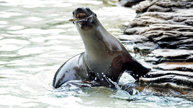 A young sea lion rescued on the California coast has made its way to the Bronx Zoo.