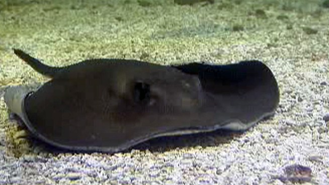 Stingrays are becoming more popular in Jersey Shore waters -- and Jersey Shore dishes.