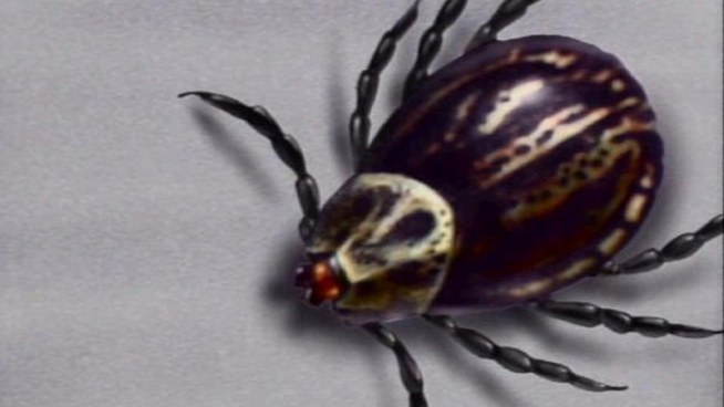 The Tick and Its Mystery Disease