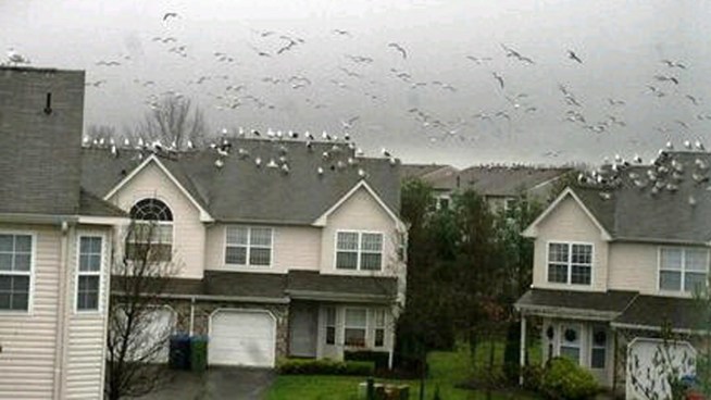 Thousands of seagulls have taken over the rooftops of a New Jersey townhouse development, infuriating residents and forcing children to carry umbrellas on sunny days to protect against droppings. Brian Thompson reports.