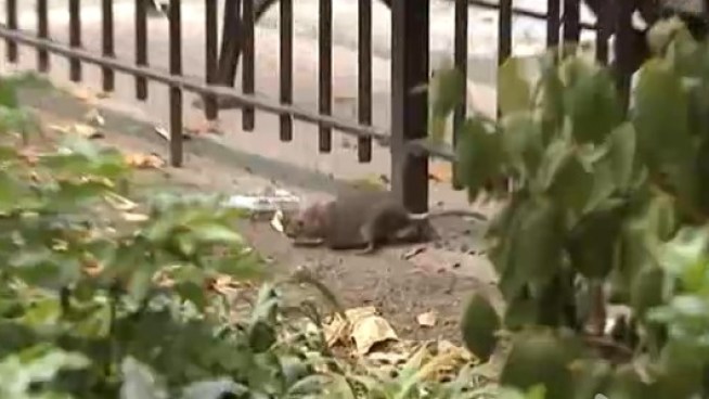 East Village parents are complaining about a rat problem in Tompkins Square Park.