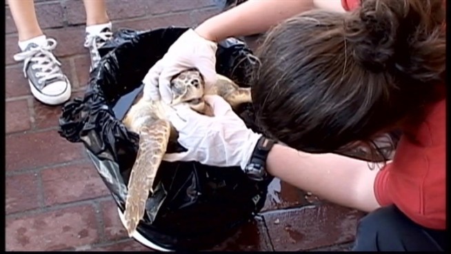 Kaheem Evans, 23, reeled in a 30-pound turtle from a pier in Canarsie. The amphibian appears to be a baby loggerhead turtle. They can grow to be about 3 feet long and up to 300 pounds.