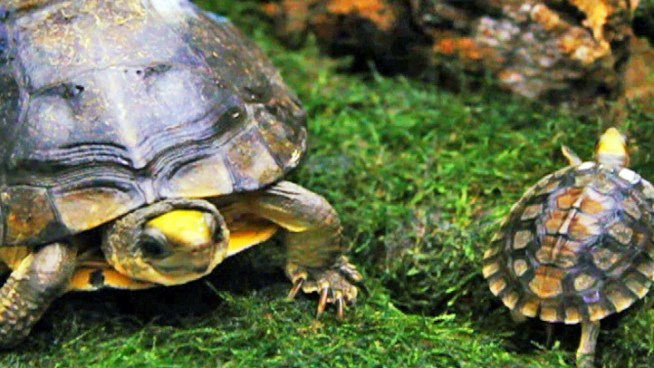 Five Chinese yellow-headed box turtles, one of the most 25 endangered species of turtles in the world, have hatched at the Bronx Zoo.