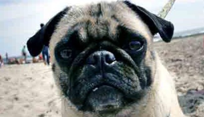 PugGate Girl Gets Fired, Witness Still MIA