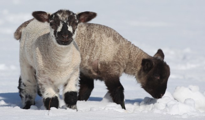 Lamb Lovers: Get Your Grill On