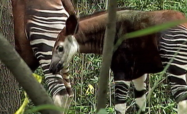 Bronx Zoo Debuts Bouncing Baby Okapi