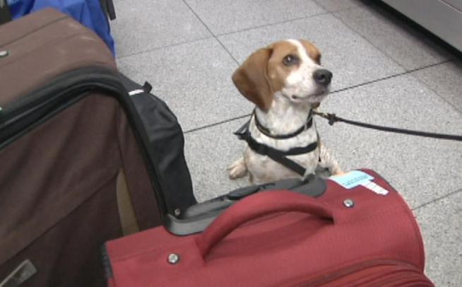 From sniffing out illegal fruit to illegal drugs, the canines patrolling the busy terminals at JFK airport are doing some amazing work to keep passengers safe. Marc Santia introduces the dogs of Customs and Border Protection.