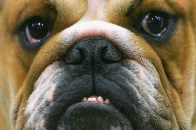 Common Plants Are Toxic to Pets