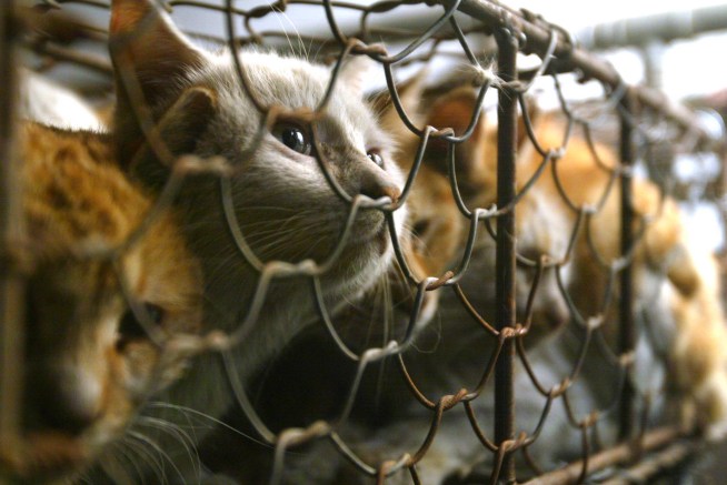 Pet Lovers Protest Cat Meat on the Menu in China