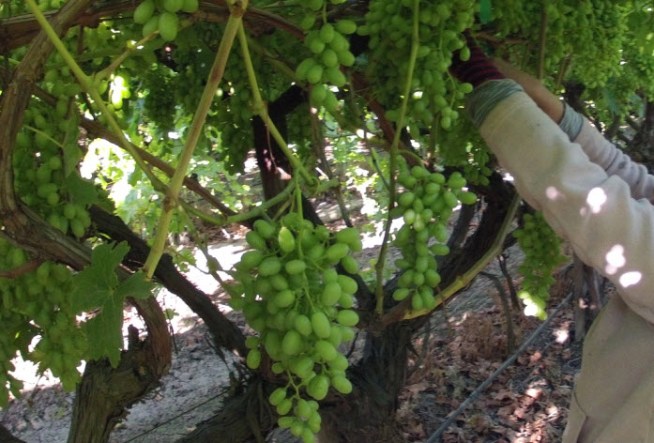 NBC Bay Area s Investigative Unit takes you behind the scenes and into the fields of California following children who work up to 10 hours a day in 100 degree heat picking fresh fruits and vegetables that feed American consumers.