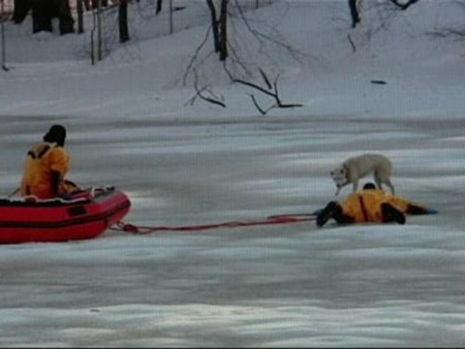 Rescuers of a Korean Jindo say the battered dog is still shell shocked after what she's been through.