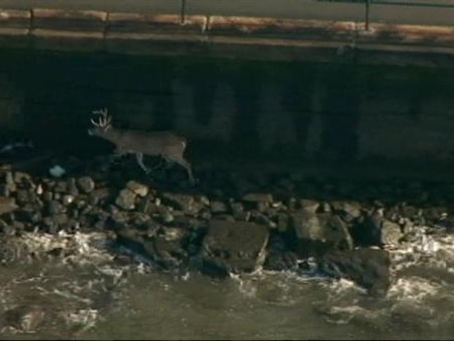 The poor deer.