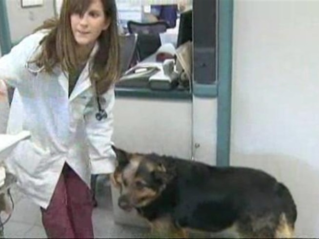 Four-Year-Old pup loses eye.