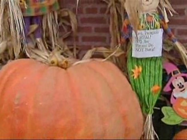 Family Grows 500 lb pumpkin