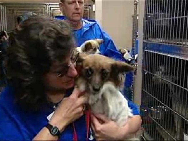 100 rescued dogs and puppies available for adoption.