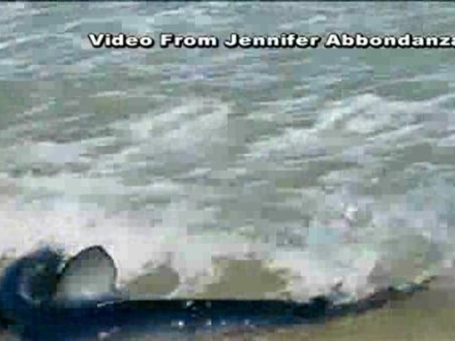 Five-foot sand shark causes quite a stir.