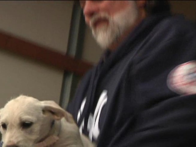 Some strays from Puerto Rico have been rescued and have landed in Connecticut. Now they are looking for new homes.