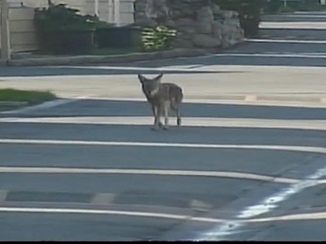 The harsh, snowy winter has a predator on the prowl. Local officials are warning about a spike in coyote sightings. <a title=