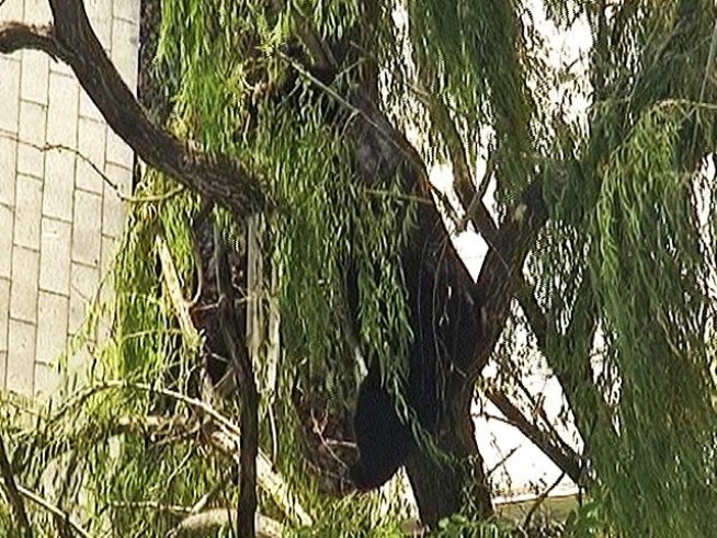 There's a bear up there!