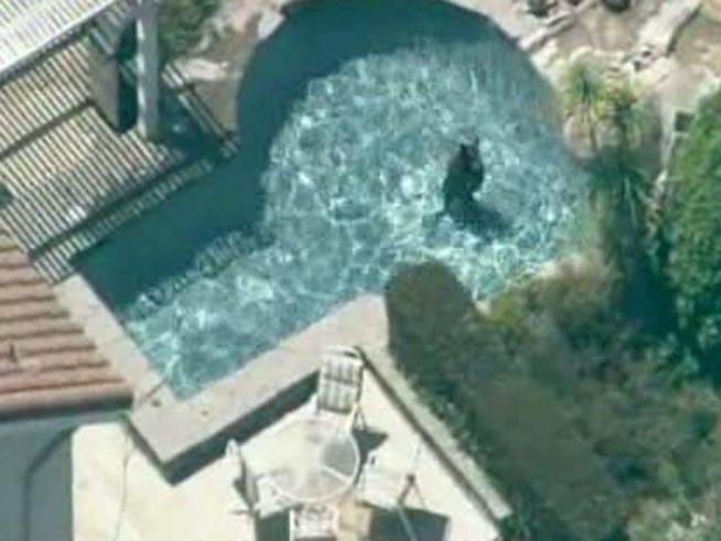 Watch raw video of a bear taking a dip in <a title=