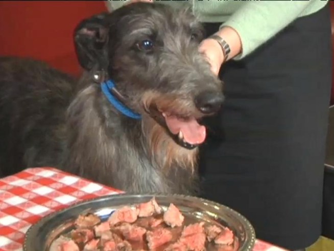 This year's Westminster Kennel Club winner gets a steak fit for a queen in New York.