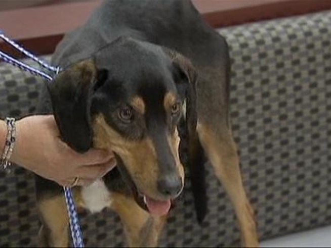 Rescuers save a dog who wouldn't have survived another day in an unlivable home.
