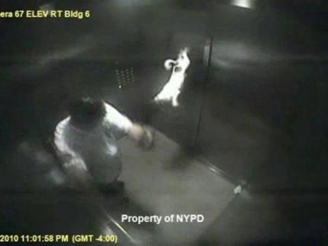 Police surveillance video captures alleged dog abuse.