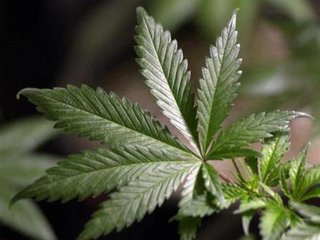 Feds Deny Professor's Pot-For-Research Bid