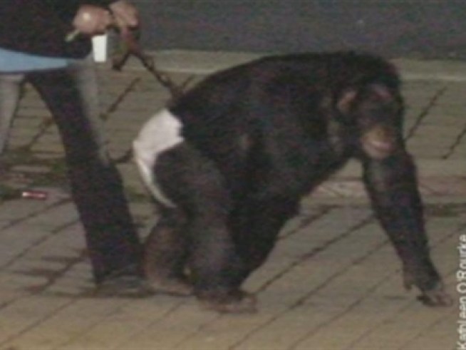 Police release the frenzied calls for help during chimp attack in Stamford.