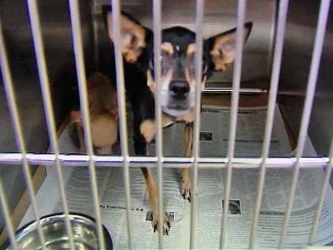 More than three dozens dogs were rescued from puppy mills. Want one?