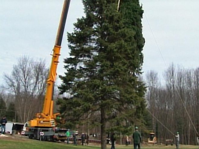 Check out the soon-to-be Christmas tree to adorn <a title=