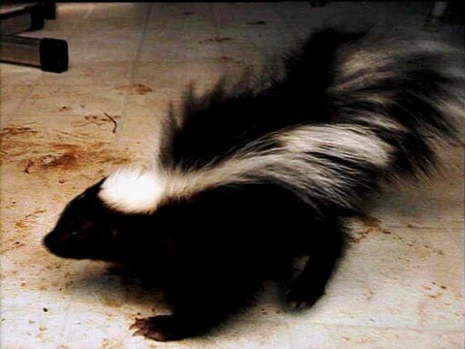 Groundskeeper Accused of Killing Skunk With Golf Club