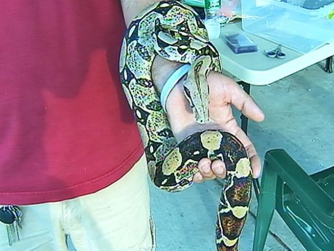 Cops are still trying to figure out how a 4-foot long boa constrictor found its way into a <a title=