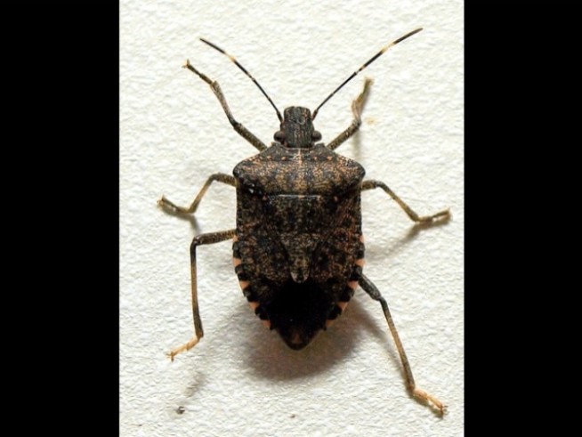 Known for their skunk-like smell, the Brown Marmorated Stink Bug have been spotted in <a title=