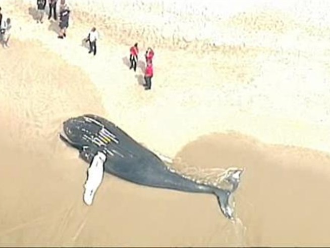 Chopper 4 captures the scene after a massive whale washes ashore on <a title=